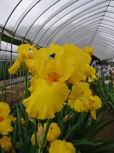 ���N���͎O���̓��I