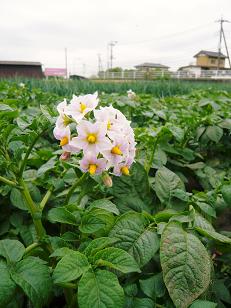 ���N���͎O���̓��I