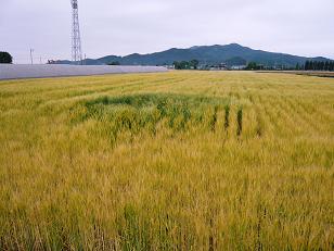 ���N���͎O���̓��I