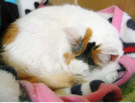 ���N���͎O���̓��I