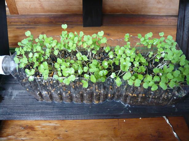 ���N���͎O���̓��I