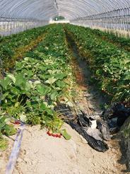 ���N���͎O���̓��I