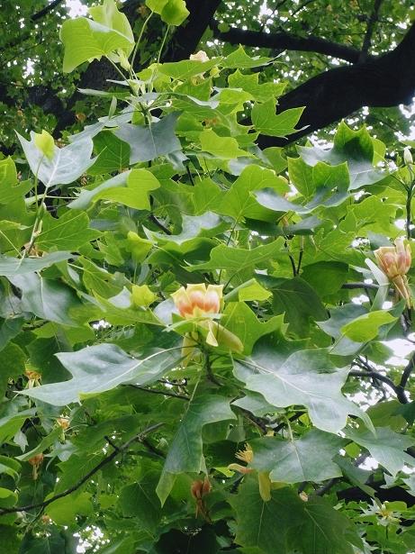 ���N���͎O���̓��I