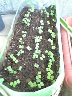 ���N���͎O���̓��I