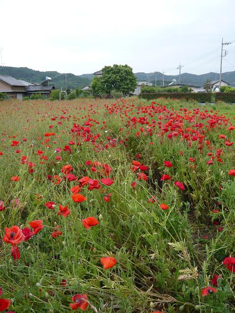 ���N���͎O���̓��I