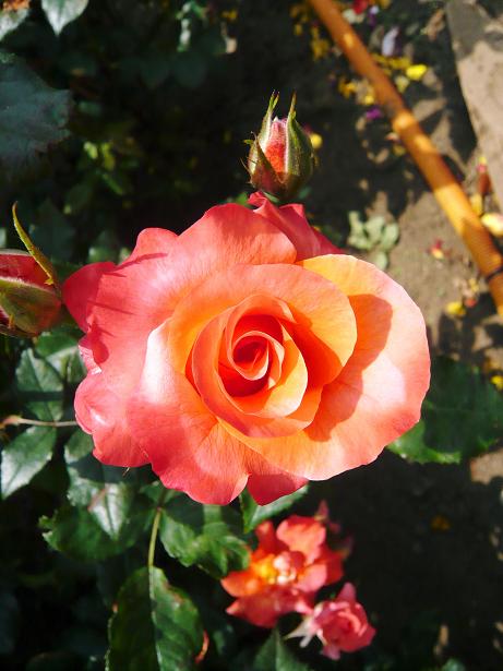 ���N���͎O���̓��I