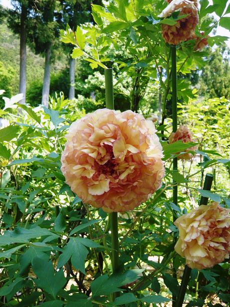 ���N���͎O���̓��I