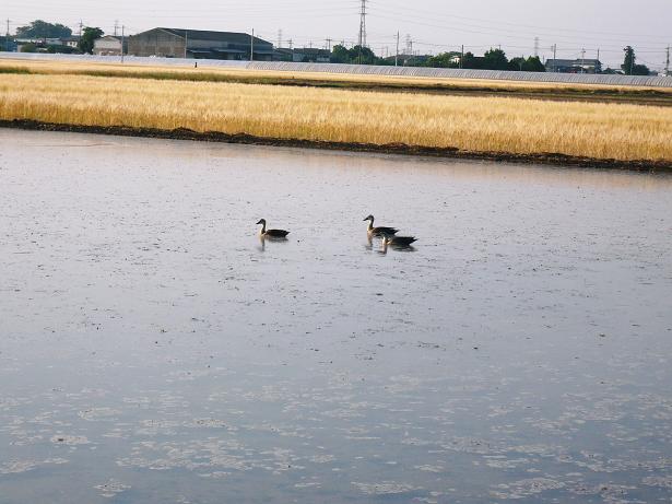 ���N���͎O���̓��I