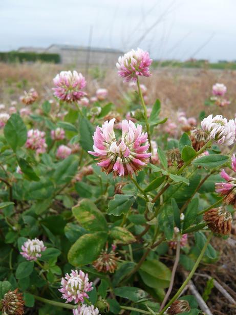 ���N���͎O���̓��I