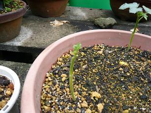 ���N���͎O���̓��I