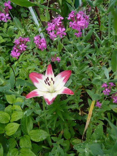 ���N���͎O���̓��I