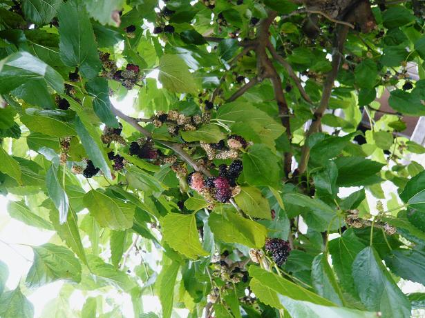 ���N���͎O���̓��I