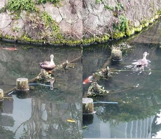 ���N���͎O���̓��I