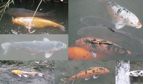 ���N���͎O���̓��I