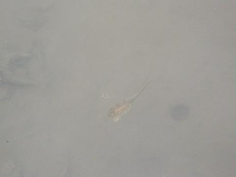 ���N���͎O���̓��I