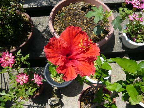 ���N���͎O���̓��I