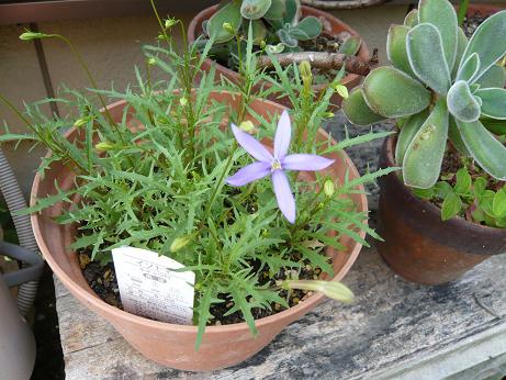 ���N���͎O���̓��I