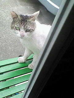 ���N���͎O���̓��I