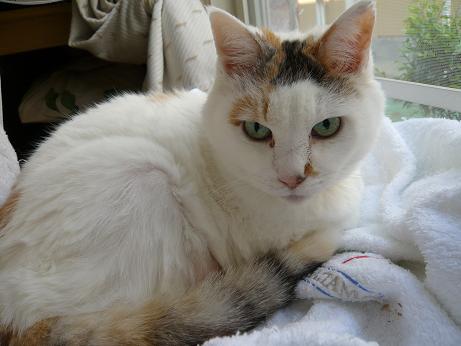 ���N���͎O���̓��I