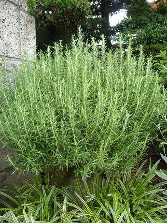 ���N���͎O���̓��I