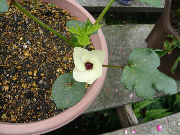 ���N���͎O���̓��I