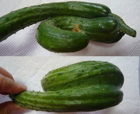 ���N���͎O���̓��I