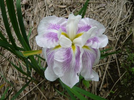 ���N���͎O���̓��I