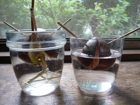 ���N���͎O���̓��I