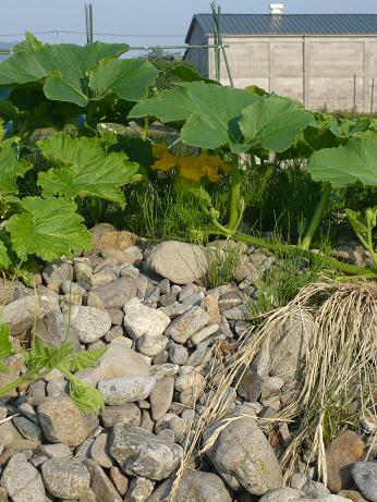 ���N���͎O���̓��I