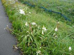 ���N���͎O���̓��I