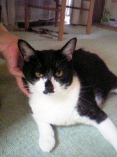 ���N���͎O���̓��I