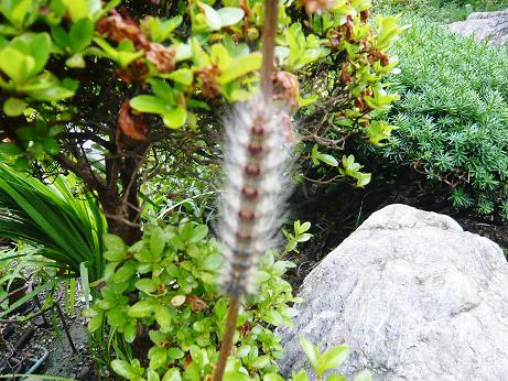 ���N���͎O���̓��I