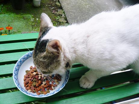 ���N���͎O���̓��I