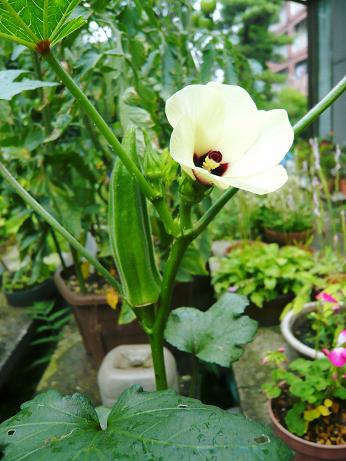 ���N���͎O���̓��I