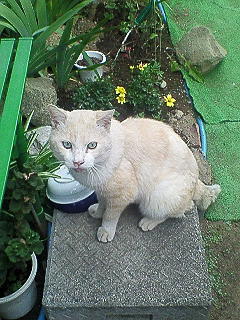 ���N���͎O���̓��I