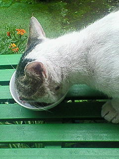 ���N���͎O���̓��I