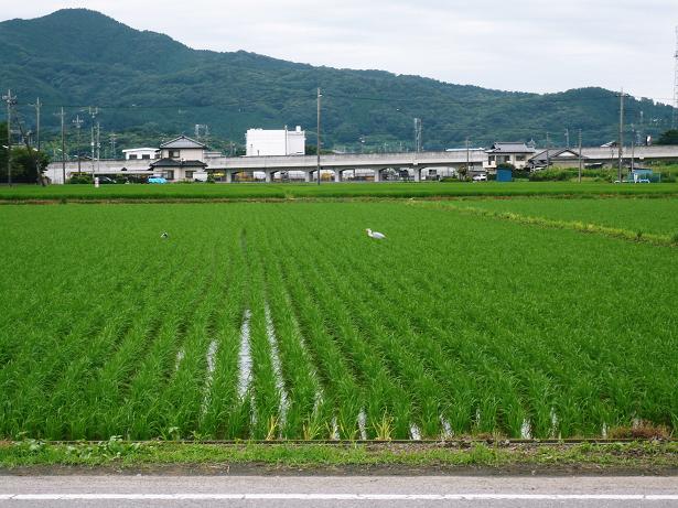 ���N���͎O���̓��I