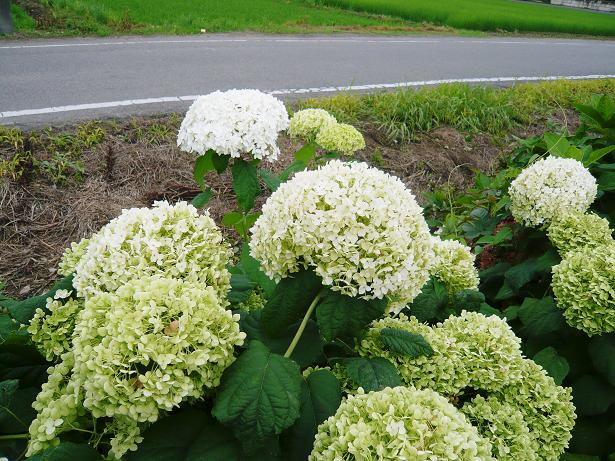 ���N���͎O���̓��I