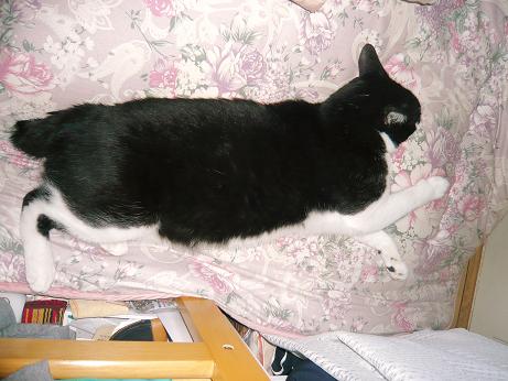 ���N���͎O���̓��I