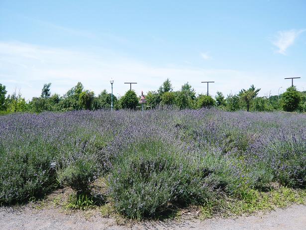 ���N���͎O���̓��I