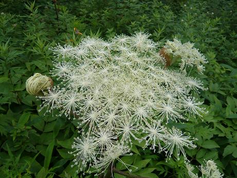 ���N���͎O���̓��I