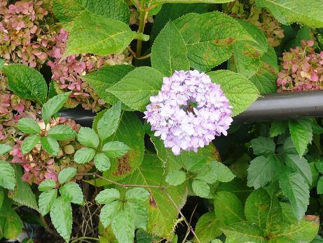 ���N���͎O���̓��I