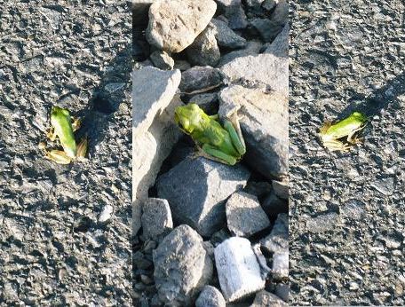 ���N���͎O���̓��I