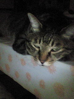 ���N���͎O���̓��I