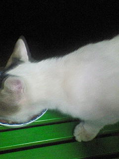 ���N���͎O���̓��I