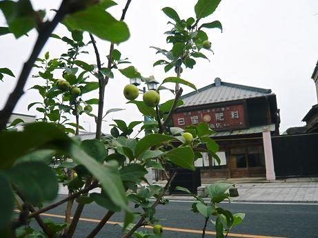 ���N���͎O���̓��I