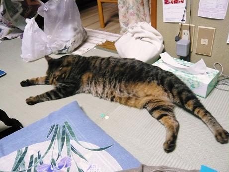 ���N���͎O���̓��I