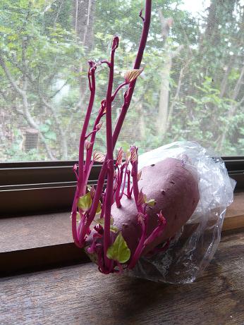 ���N���͎O���̓��I