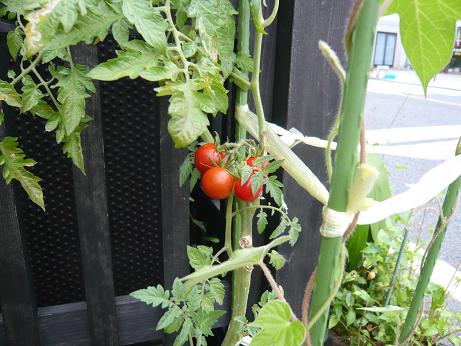 ���N���͎O���̓��I