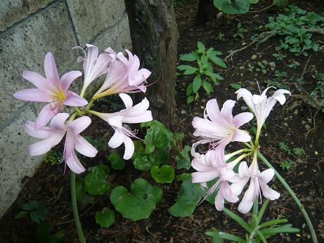 ���N���͎O���̓��I